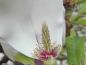 Preview: Weiße Blüte mit pinken Staubgefäßen - die Tulpenmagnolie