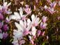 Preview: Sternmagnolie George Henry Kern mit rosa Blüten