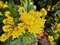 Preview: Mahonia aquifolium Smaragd, Mahonia Smaragd
