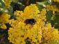 Preview: Mahonia aquifolium Smaragd, Mahonia Smaragd