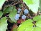 Preview: Mahonia aquifolium Smaragd, Mahonia Smaragd