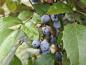 Preview: Mahonia aquifolium Smaragd, Mahonia Smaragd