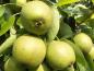 Preview: Früchte der Nashi-Birne Maiks Saftige
