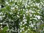 Preview: Zierapfel Adirondack mit weißer Blüte