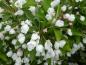 Preview: Weiße Blüten des Zierapels Adirondack