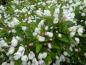 Preview: Weiße Blüten und rosa Knospen im April - Zierapfel Adirondack