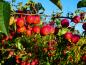 Preview: Rote Früchte des Pflaumenblättrigen Zierapfels