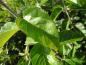Preview: Blattform des Malus tschonoskii