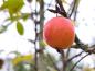 Preview: Frucht des Malus sieversii im Oktober