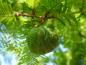 Preview: Zapfen des Urweltmammutbaumes