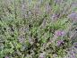 Preview: .Nepeta faassenii Walker's Low