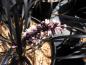 Preview: Mörkt ormskägg, Ophiopogon planiscapus Niger