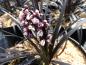 Preview: Mörkt ormskägg, Ophiopogon planiscapus Niger