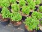 Preview: .Origanum vulgare Compactum