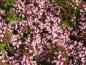 Preview: .Origanum vulgare Compactum