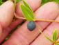 Preview: Phillyrea angustifolia