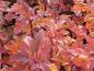 Preview: Hellrote Herbstfärbung der Fasanenspiere Tiny Wine