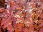 Preview: Die Fasanenspiere Tiny Wine im Herbst