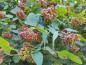 Preview: Physocarpus opulifolius