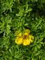 Preview: Gefingertes Laub und gelb-orange Blüte von Potentilla fruticosa Bell Sol