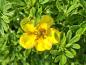 Preview: Gelb-orange Blüte der Potentilla Bella Sol