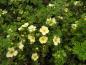 Preview: Potentilla fruticosa Primrose Beauty