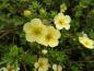 Preview: Potentilla fruticosa Primrose Beauty