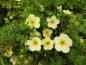Preview: Potentilla fruticosa Primrose Beauty
