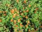 Preview: Orange Blüte der Potentilla fruticosa Bella Sol