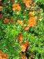 Preview: Gefingertes Laub und rot-orange Blüte von Potentilla fruticosa Bell Sol