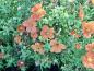 Preview: Rotorange Blüten des Fingerstrauchs Bella Sol
