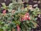 Preview: Rosa Knospen der Preiselbeere
