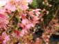 Preview: Rosa Blüten der Zierkirsche Okame