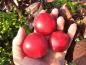 Preview: Prunus cerasifera Hollywood lädt zum Naschen ein