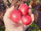 Preview: Die knallroten Früchte der Prunus cerasifera Hollywood