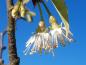 Preview: Prunus serrula