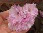 Preview: Blut-Nelkenkirsche Royal Burgundy mit gefüllten, rosa Blüten