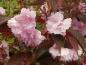 Preview: Hübsche gefüllte Blüten der Blut-Nelkenkirsche Royal Burgundy