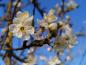 Preview: Prunus cerasifera