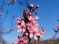 Preview: Blutpflaume - rosa Blüten und rote Blätter