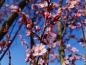 Preview: Blutpflaume - Blüte im Frühjahr