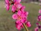 Preview: Pinke Blüte der japanischen Zieraprikose Beni Shi Don