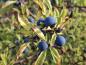 Preview: Blaue Früchte und gelbes Herbstlaub der Schlehe