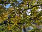Preview: Kaukasische Flügelnuss mit hübschen Früchten und gelbem Herbstlaub