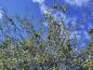 Preview: Blick in die Krone einer Weidenblättrigen Birne
