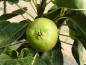 Preview: Frucht der Zwerg-Birne Le Nain Vert