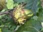 Preview: Quercus hispanica Bloemendale