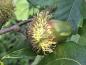 Preview: Quercus hispanica Bloemendale