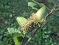 Preview: Quercus hispanica Bloemendale