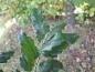 Preview: Quercus hispanica Wageningen
